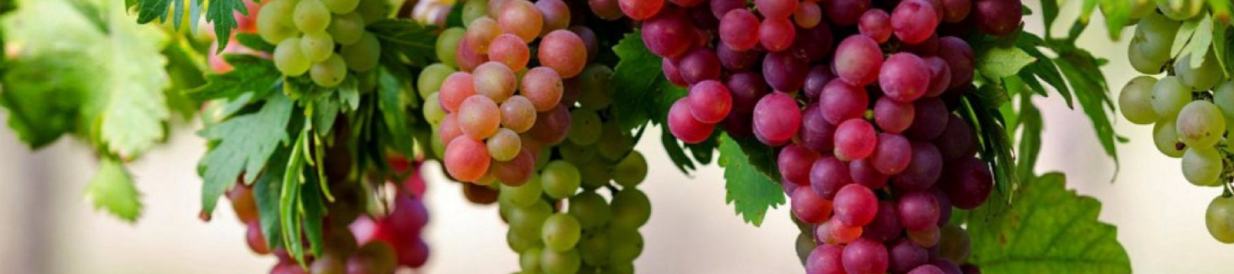 Grapes