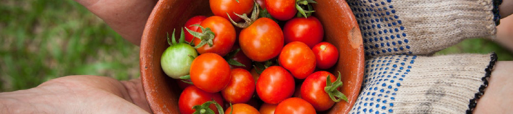 Tomatoes