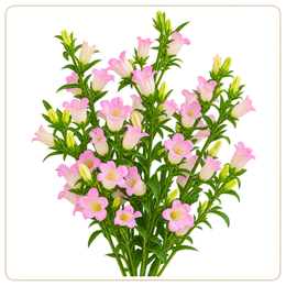Campanula Pink, Bellflower, 10 Stems