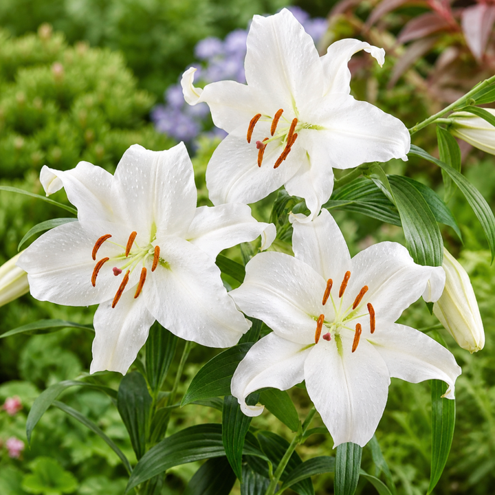 White Oriental lilies from Fresh Flower Holland, scented flower arrangement with 5 stems of elegant, fragrant lilies.