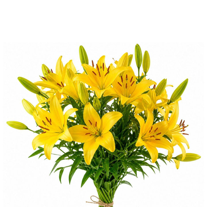 Five stems of Fresh Flower Holland Nashville Yellow Asiatic Lilies, vibrant yellow Dutch flower bouquet.