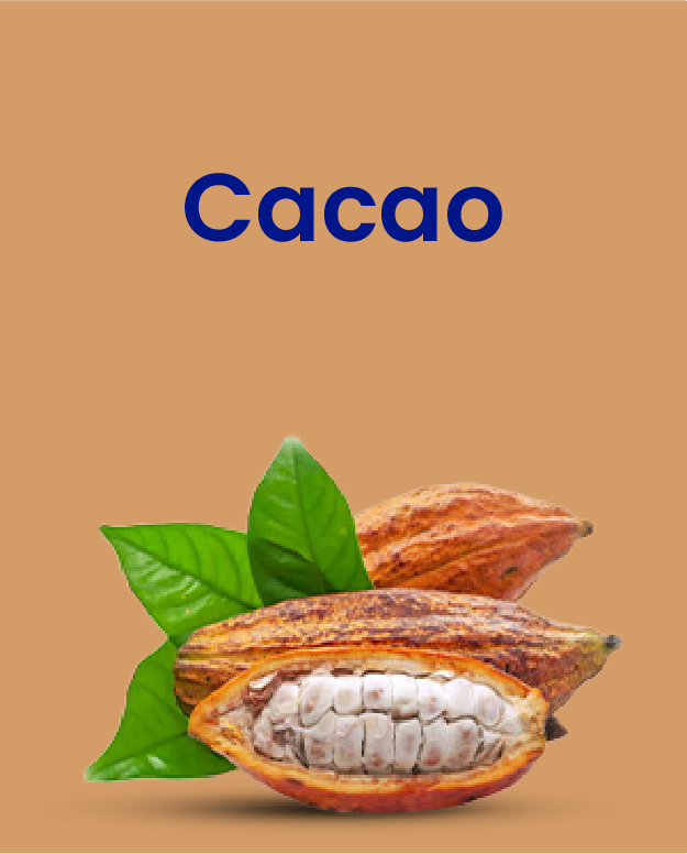 Cacao pod, fresh, Single Piece