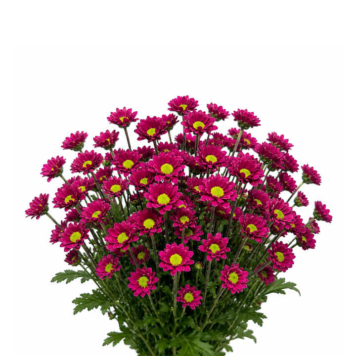 Chrysanthemums, Santini, Aswad Purple fresh-cut flower bunch, from Sharbatly.