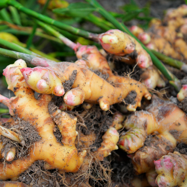 Fresh ginger vegetable in a 0.5 kg pack by Sharbatly, showing peeled and unpeeled ginger roots on a wooden surface.