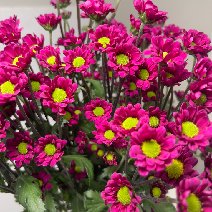 Close-up of Chrysanthemums, Santini, Aswad Purple blooms and natural details, from Sharbatly.