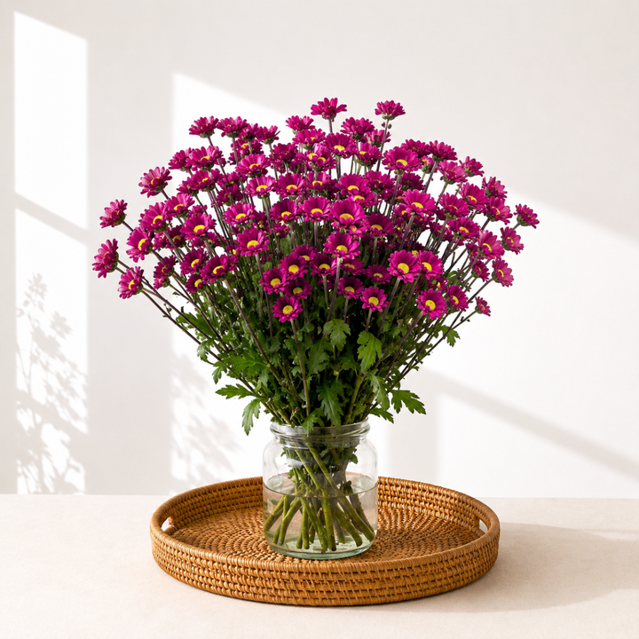 Chrysanthemums, Santini, Aswad Purple fresh-cut flowers arranged in a clear vase at home, from Sharbatly.
