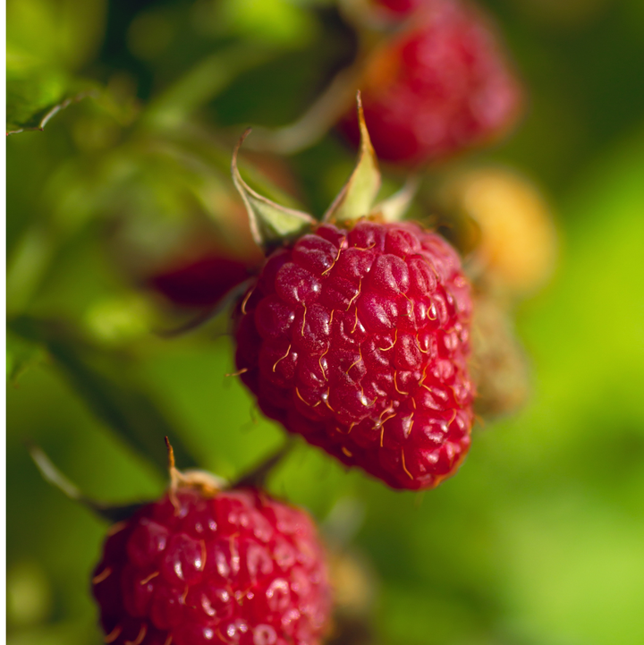 Mixed Berry Bliss Bundle featuring a colorful assortment of fresh berries in a clear container.
