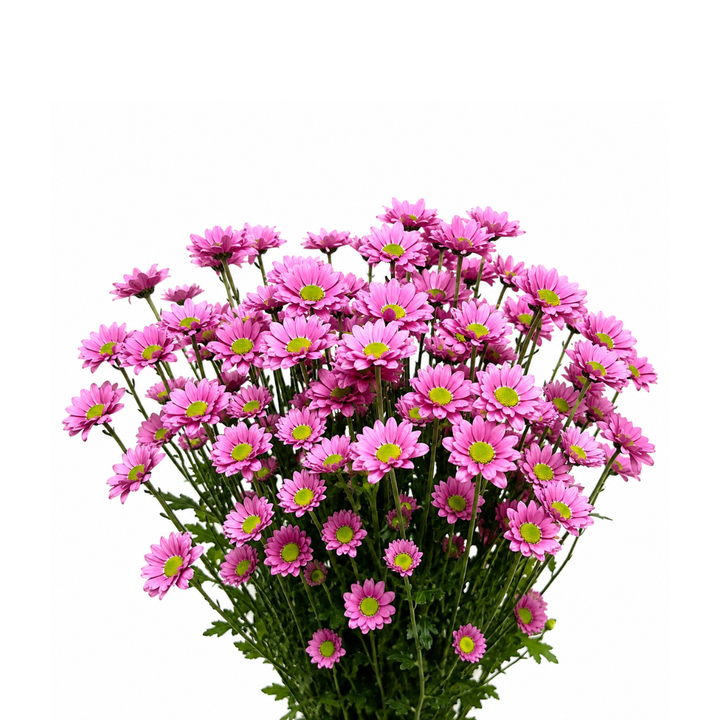 Chrysanthemums, Santini, Kriss pink fresh-cut flower bunch, from Sharbatly.
