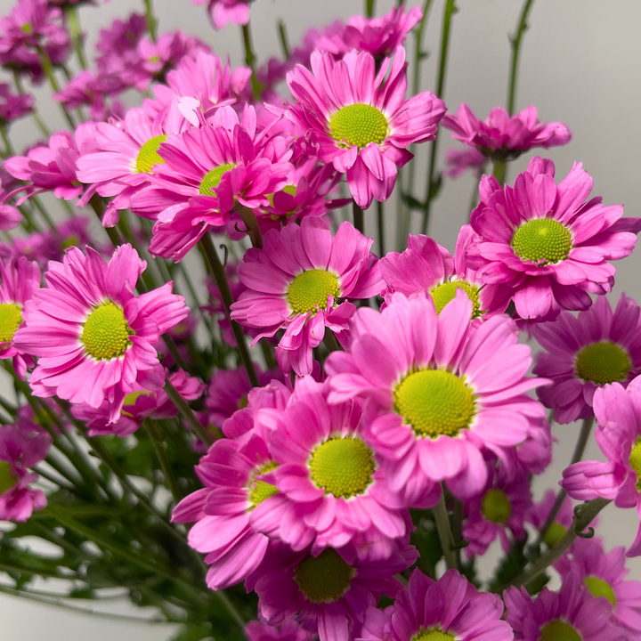 Close-up of Chrysanthemums, Santini, Kriss pink blooms and natural details, from Sharbatly.