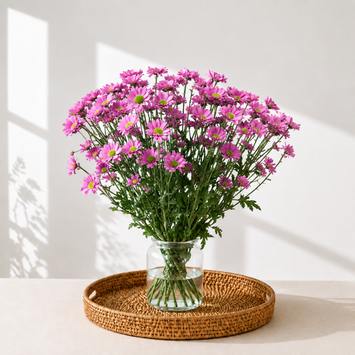 Chrysanthemums, Santini, Kriss pink fresh-cut flowers arranged in a clear vase at home, from Sharbatly.