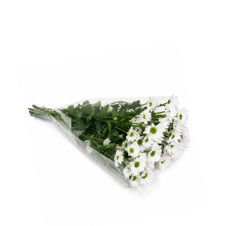 Chrysanthemums, Santini, Inzella White fresh-cut flowers in a protective sleeve, from Sharbatly.