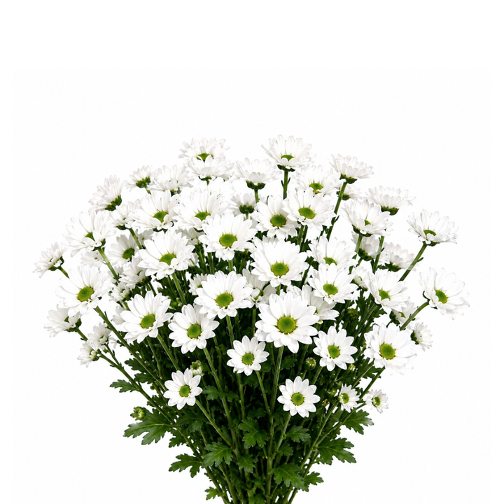 Bouquet of white flowers with green centers on a white background