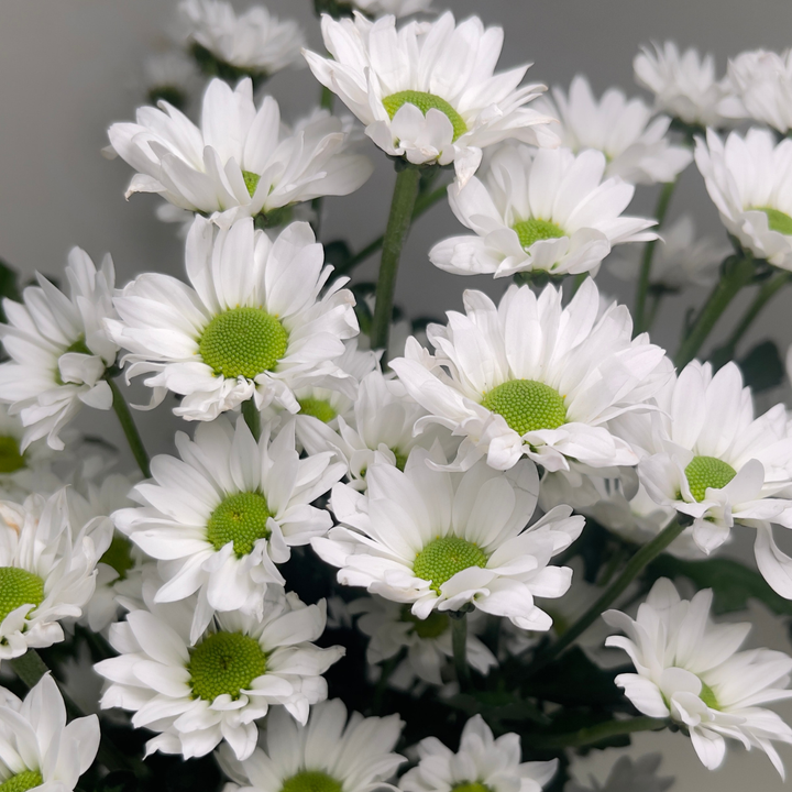 Close-up of Chrysanthemums, Santini, Inzella White blooms and natural details, from Sharbatly.