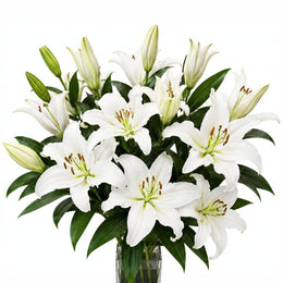 Lilies, Oriental, Scented, Santander, XL, White, 5 Stems