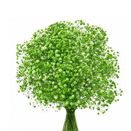 Gypsophila, Baby's-breath tinted Green, 10 Stems