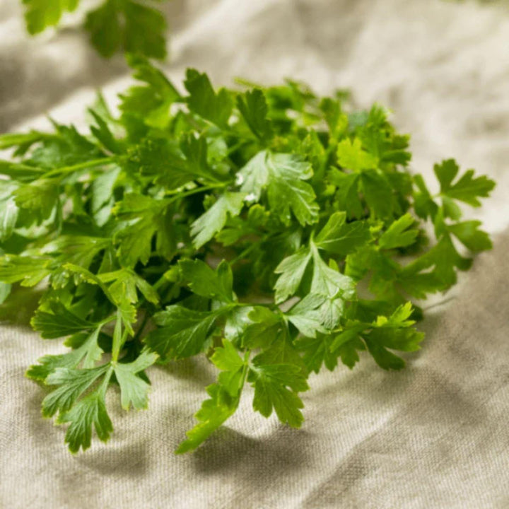 Loose flat-leaf parsley on a natural cloth, from Sharbatly.