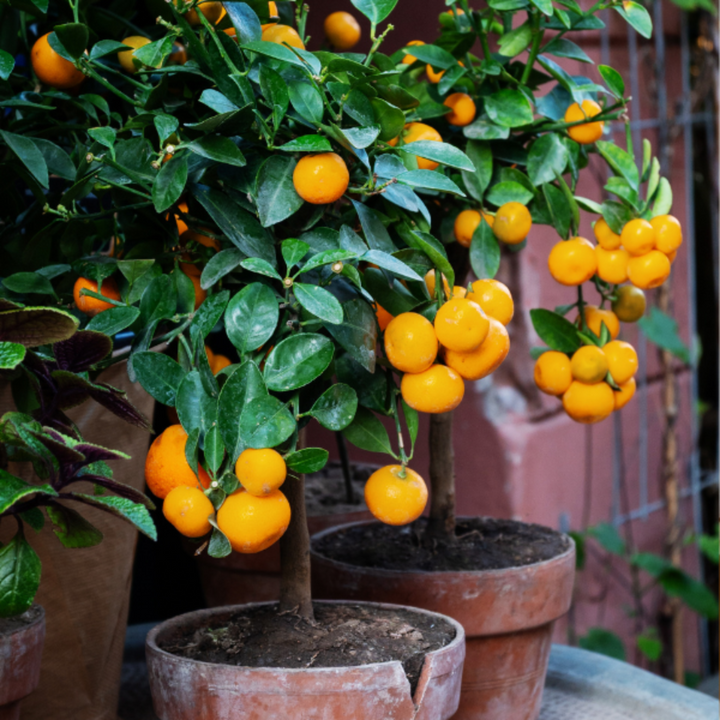 Seedless, extra sweet Kumquat fruits in a 0.5kg pack from Sharbatly, shown in a close-up image highlighting their vibrant orange color.