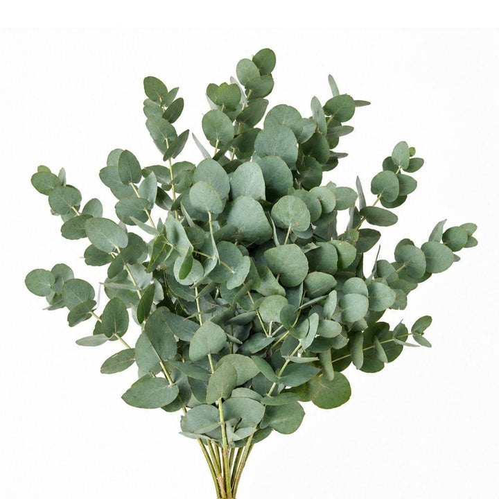 Eucalyptus, Silver Dollar fresh-cut stems, from Sharbatly.