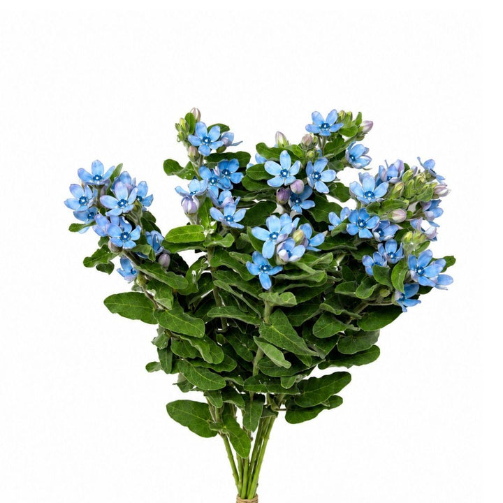 Oxypetalum, Tweedia Flowers fresh-cut flower bunch, from Sharbatly.