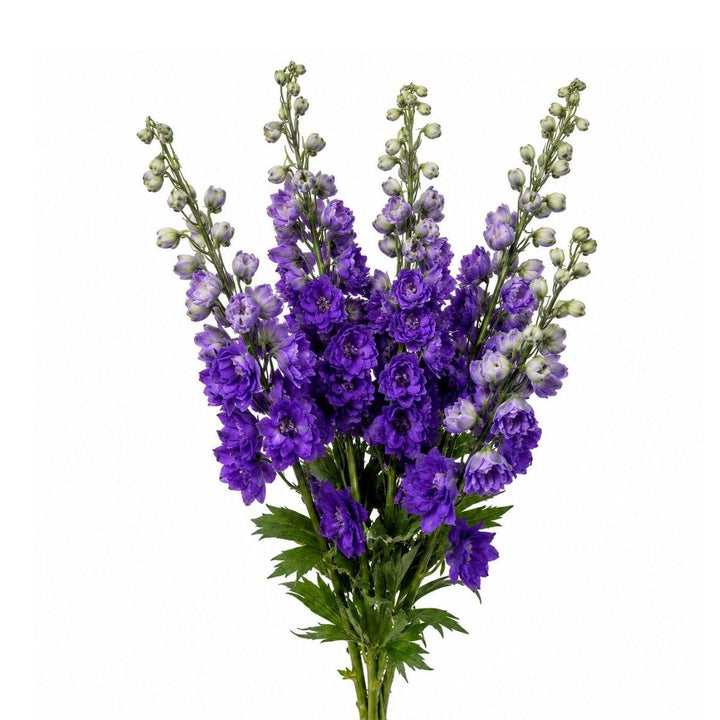 Delphiniums Purple Heart fresh-cut flower bunch, from Sharbatly.