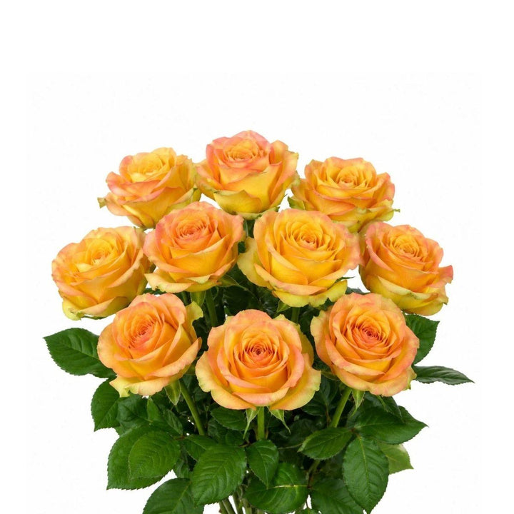 Roses, Olduvai fresh-cut flower bunch, from Sharbatly.
