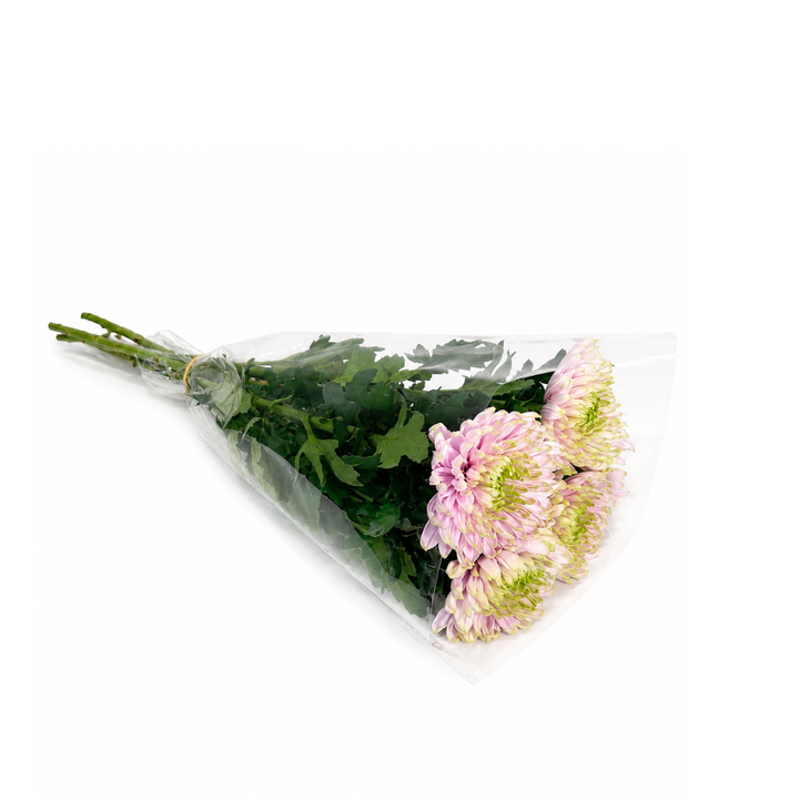 Chrysanthemums, Rossano Charlotte fresh-cut flowers in a protective sleeve, from Sharbatly.