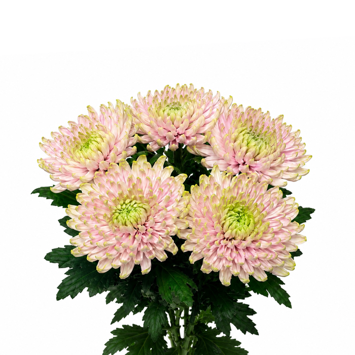 Chrysanthemums, Rossano Charlotte fresh-cut flower bunch, from Sharbatly.