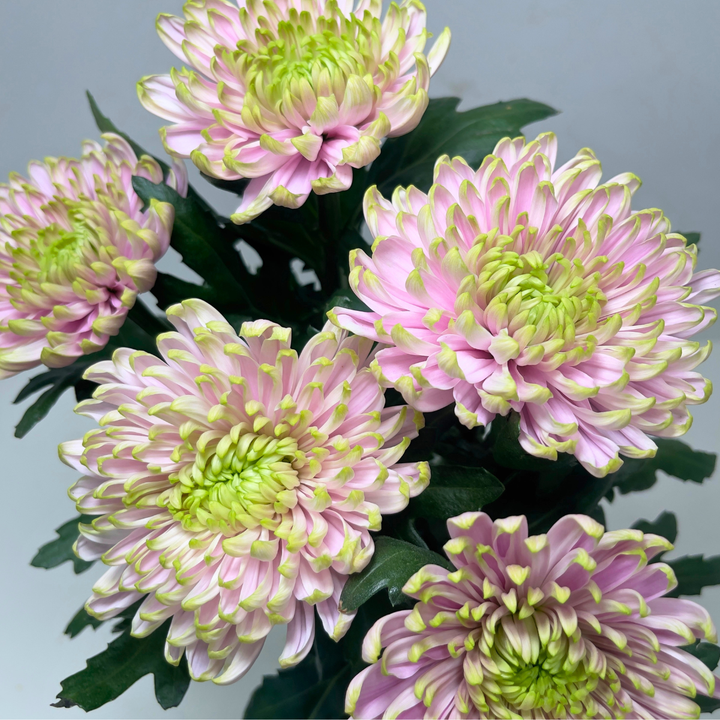 Close-up of Chrysanthemums, Rossano Charlotte blooms and natural details, from Sharbatly.