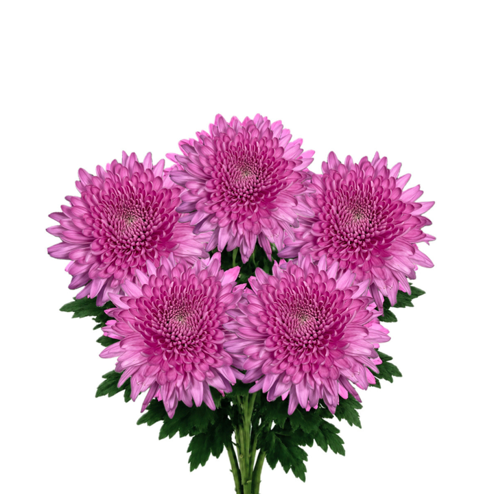 Chrysanthemums, Deco Chrys, Petrushika fresh-cut flower bunch, from Sharbatly.