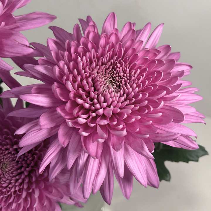 Close-up of Chrysanthemums, Deco Chrys, Petrushika blooms and natural details, from Sharbatly.