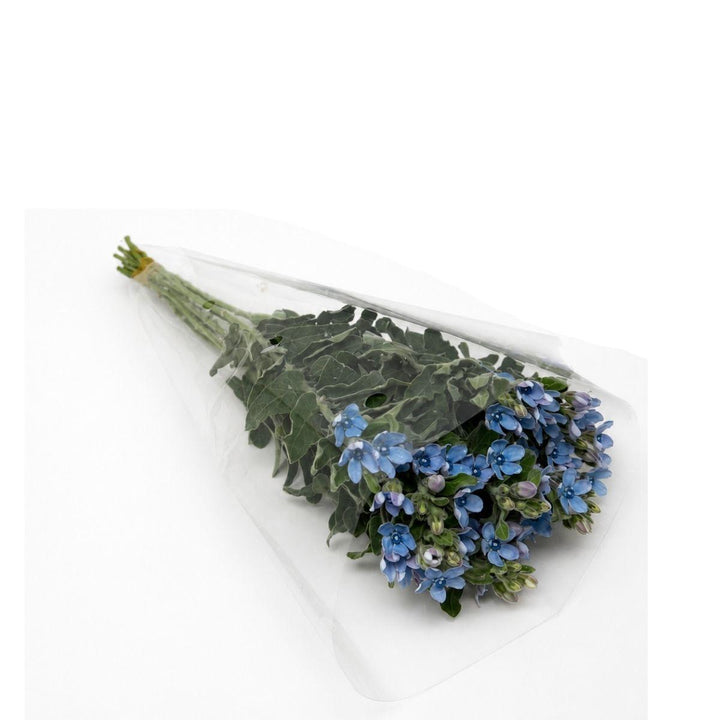 Oxypetalum, Tweedia Flowers fresh-cut flowers in a protective sleeve, from Sharbatly.