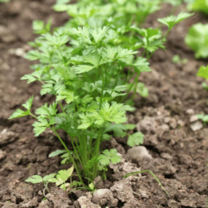 Flat-leaf parsley plant growing in soil, from Sharbatly.