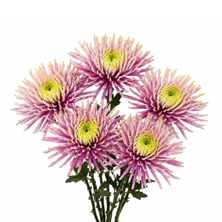 Chrysanthemums, Deco, Baltazar fresh-cut flower bunch, from Sharbatly.