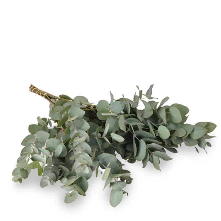 Eucalyptus, Silver Dollar stems in a protective sleeve, from Sharbatly.