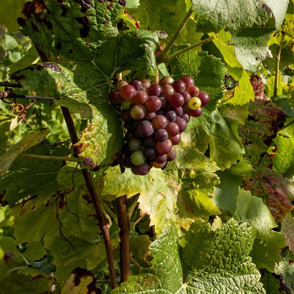 Fresh strawberry grapes in a 0.5 kg pack, showcasing vibrant red and green grapes from Sharbatly fruit brand.