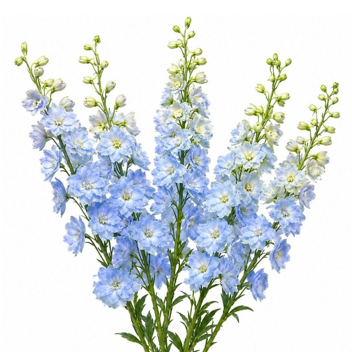 Delphiniums, Boy - Blue fresh-cut flower bunch, from Sharbatly.