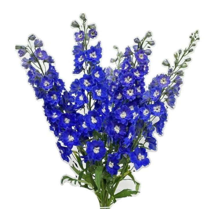 Delphiniums, Navy Blue fresh-cut flower bunch, from Sharbatly.