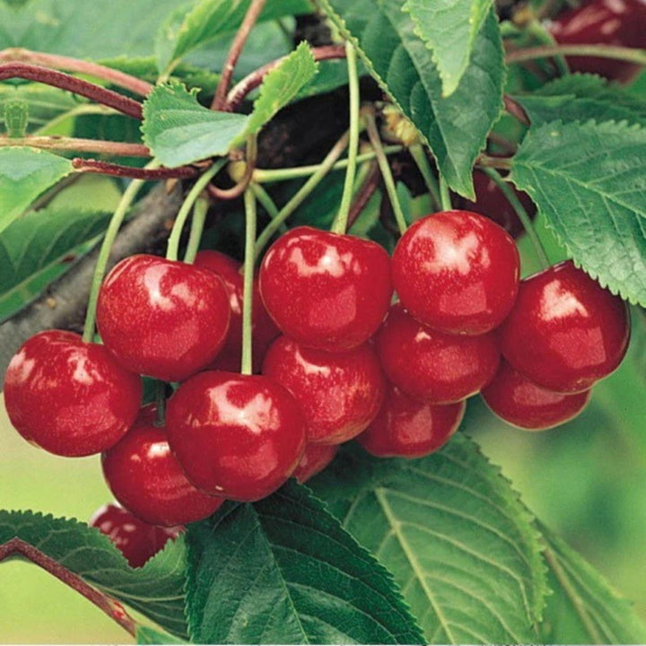 Ripe red cherries growing on a tree, from Sharbatly.