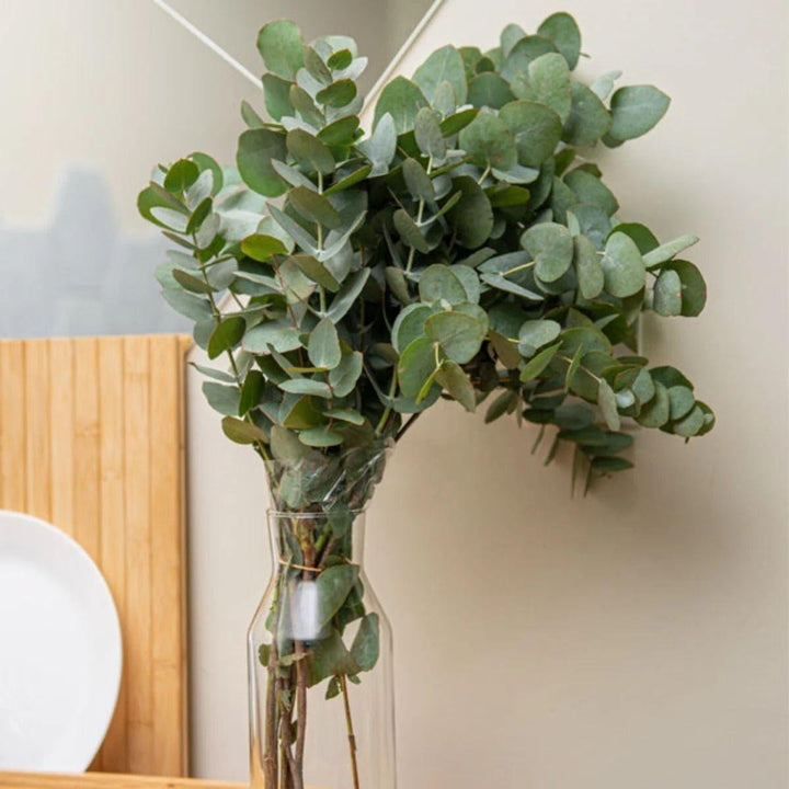 Eucalyptus, Silver Dollar stems arranged in a clear vase at home, from Sharbatly.