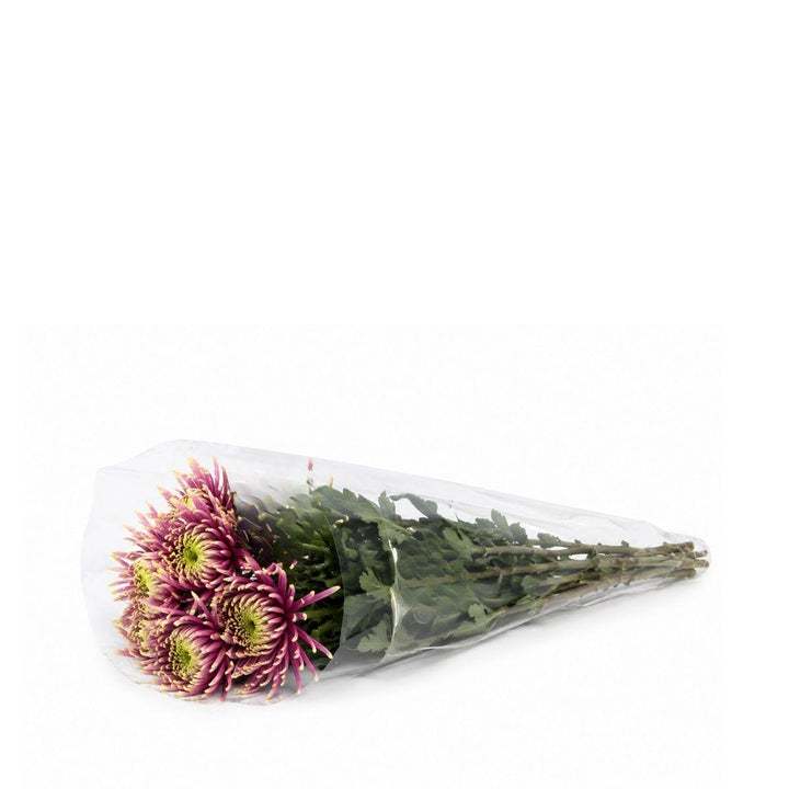 Chrysanthemums, Deco, Baltazar fresh-cut flowers in a protective sleeve, from Sharbatly.
