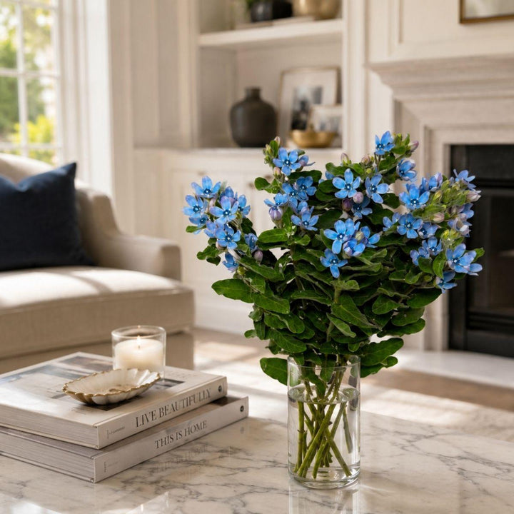Oxypetalum, Tweedia Flowers fresh-cut flowers arranged in a clear vase at home, from Sharbatly.