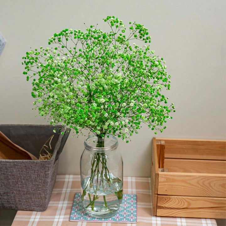 Gypsophila, Baby's-breath tinted Green stems arranged in a clear vase at home, from Sharbatly.