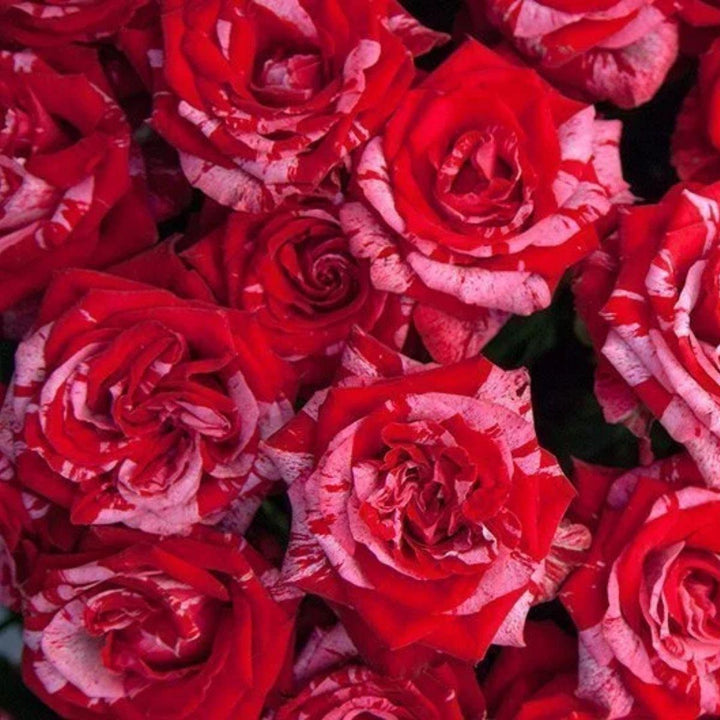 Roses, Frou Frou fresh-cut flowers arranged in a clear vase at home, from Sharbatly.