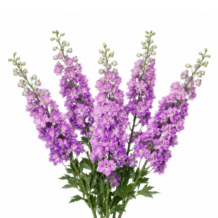 Delphiniums, Light Pink fresh-cut flower bunch, from Sharbatly.