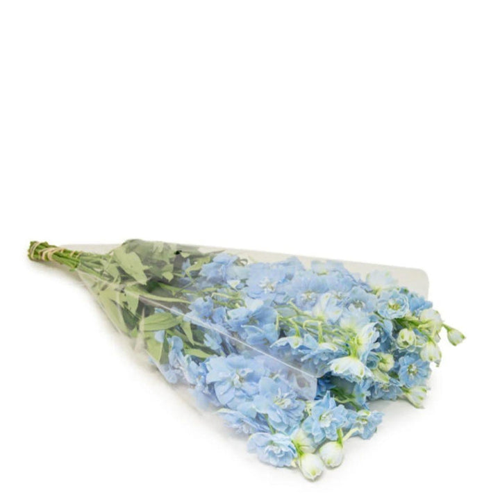 Delphiniums, Boy - Blue fresh-cut flowers in a protective sleeve, from Sharbatly.