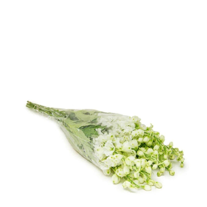 Delphiniums, Snow White fresh-cut flowers in a protective sleeve, from Sharbatly.