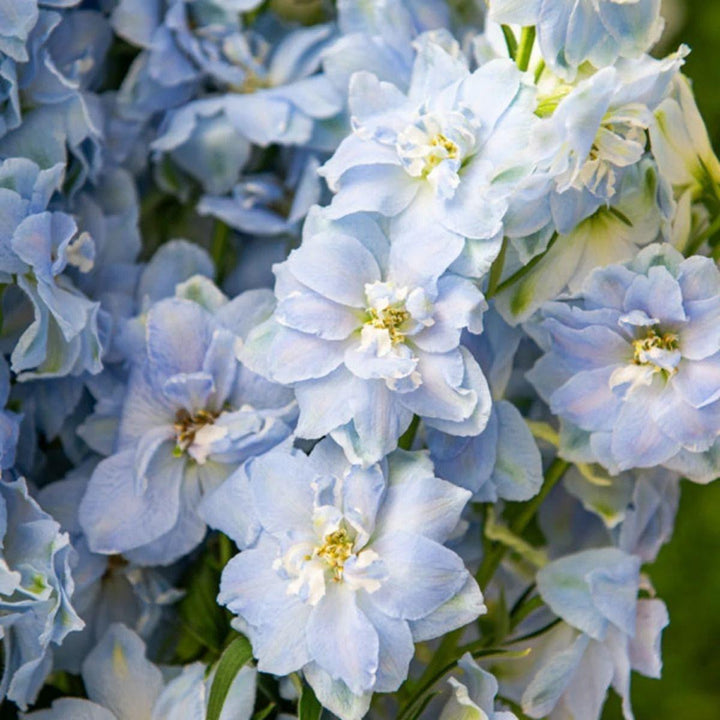 Close-up of Delphiniums, Boy - Blue blooms and natural details, from Sharbatly.