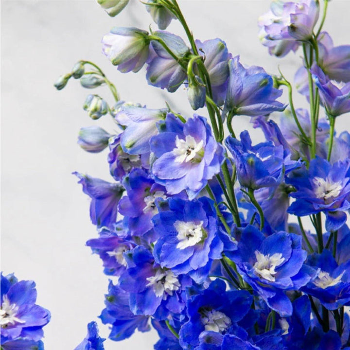 Close-up of Delphiniums, Navy Blue blooms and natural details, from Sharbatly.