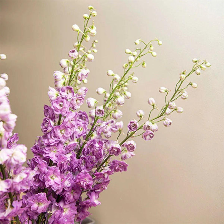 Close-up of Delphiniums, Light Pink blooms and natural details, from Sharbatly.