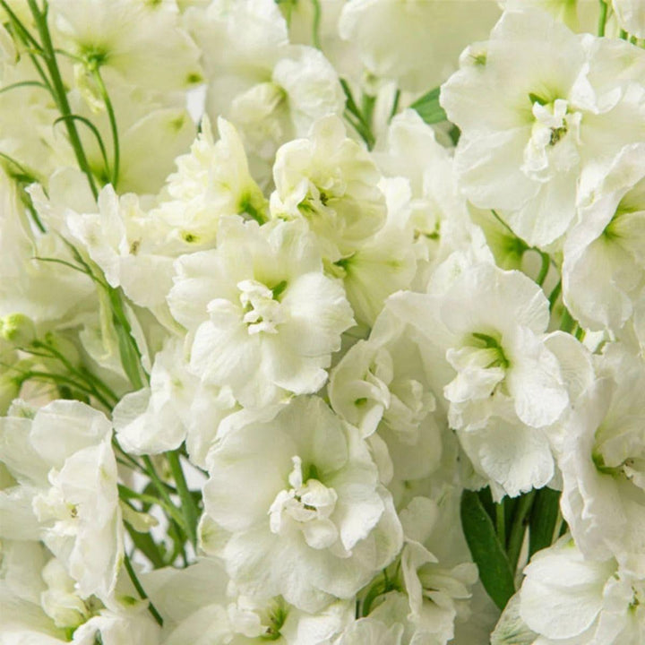 Close-up of Delphiniums, Snow White blooms and natural details, from Sharbatly.